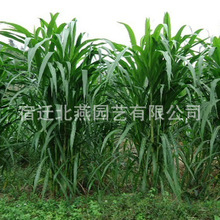 ���ݷN�Ӻ����ݸߵ��ݶ�����������N���ײ��K���ݾ��Ĳ���ţ����