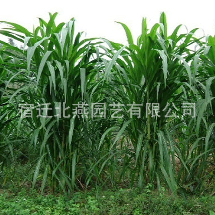 Семена кормовой травы райграс Гордан многолетнее сладкое сорго кукурузная трава Судан трава цикория трава овца Крупный рогатый скот трава