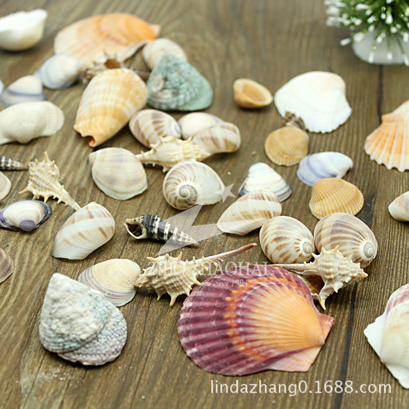 300g Seashell Aquarium Fish Tank Decoration Photography Props Platform Seashell Scallop Ornament Marine Theme Finished Product