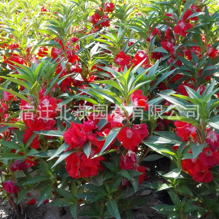 Фабрика оптом семена цветов Impatiens выживаемость семян высокий цветок морской пейзаж балкон разнообразие большое количество отличный