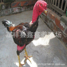养殖场出售纯种越南斗鸡 景区参加比赛的斗鸡 泰国斗鸡活体出售