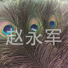销售孔雀羽毛 脱色染色 孔雀羽毛25-30厘米现货供应