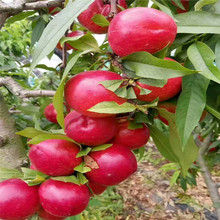 黄油桃桃树苗基地 油桃树苗的价格 晚熟油桃品种