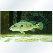 �{���۰����g ���������g ������g �ʹ����g ���g�~ ����