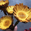 [Sun Chrysanthemum] Imported dried flowers without withering flowers natural plant decorative flower arrangement home furnishings festive gift bouquet