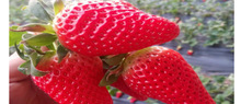 草莓苗品種 明玉草莓苗品種 豐香草莓苗運輸方法