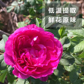 花苞水桶装批发低温提取平阴玫瑰细胞液工厂直发天然植物萃取香味