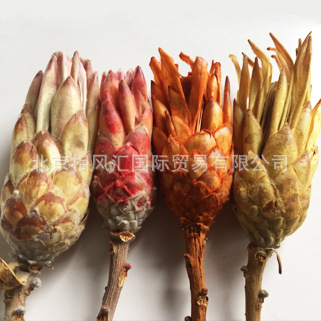 【莲枝】进口干花不凋花天然植物自然拍照道具家居摆设装饰插花