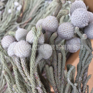 �����y�����M�ڸɻ������b廨�����ҾӔ[�O��Ȼֲ�﹝�նYƷ