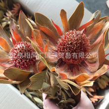 【凤凰花（带叶）】进口干花天然植物家居摆设装饰插花花束礼品