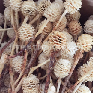 ���䳲�������޸ɻ��ɹ��b廨�����ҾӔ[�O��Ȼֲ�﹝�նYƷ