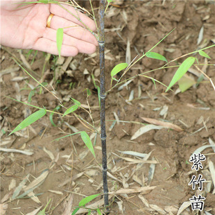 ��������������������ë����ͥԺ����ͥԺ����ֲ�����Ե��ԾG��