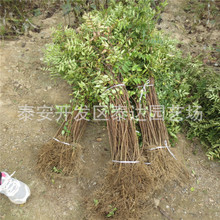 ɽ|0.5ֻС ɽ컨 绨ƷN