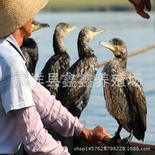 如何分辨鸬鹚公母鱼鹰苗多少钱一只 训好的鱼鹰抓多少斤鱼鹰价格