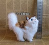 Simulation cat decoration Creative home fur animal fur animal Persian cat gray cat black cat simulation animal