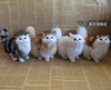 Simulation cat decoration Creative home fur animal fur animal Persian cat gray cat black cat simulation animal