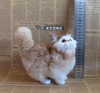 Simulation cat decoration Creative home fur animal fur animal Persian cat gray cat black cat simulation animal