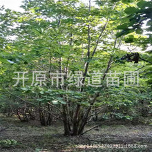 供应蒙古栎12-35公分东北夏橡 辽东栎规格齐全 开原蒙古栎树苗