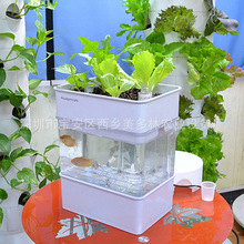 出口鱼缸水族箱小型生态鱼菜共生系统亚克力创意桌面魚缸