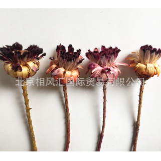 【绒水仙】进口干花不凋花装饰插花花束家居摆设自然植物节日礼品