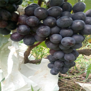 ���������l �޽Ӱ����� ������ �O������ ������ ������