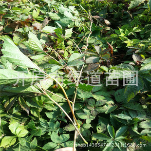 Supply of Five-Leaf Brocade, Ivy, Three-Leaf Brocade, Liaoning Brocade Cup Seedlings, Kaiyuan Five-Leaf Brocade Seedlings