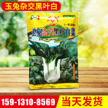 s~~ײ˷N߲˷NlYײ˷NӏSֱN