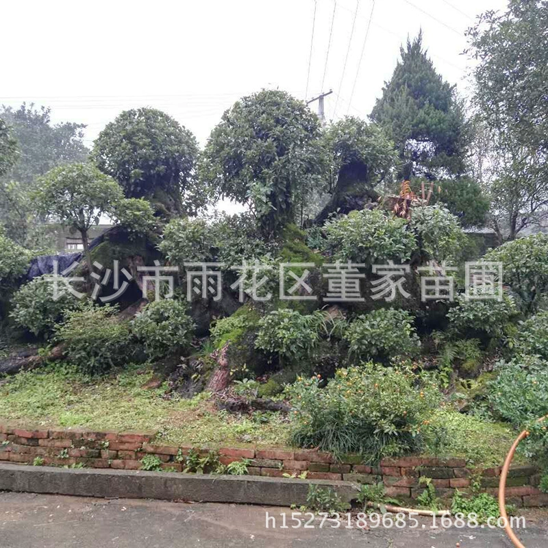 Моделирование камфора древний ворс дерево плита корень камфора дерево озеленение вилла Пейзаж камфора дерево питания