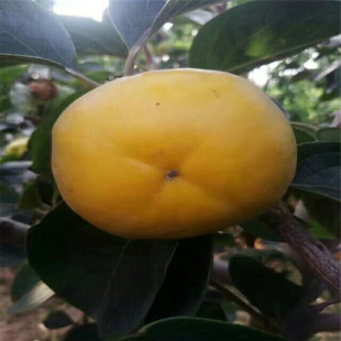 ���������Ә� �������Ә�r�� ��S��������Y�� ɽ�طNֲ���Ә�