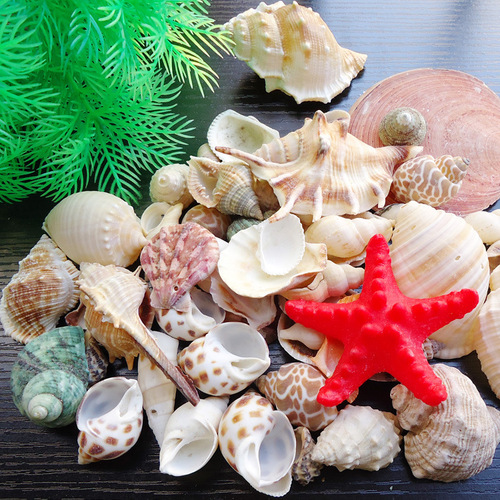 Natural seaside shells and conch mixed mesh bag raw materials DIY wall candle fish tank accessories micro landscape crafts