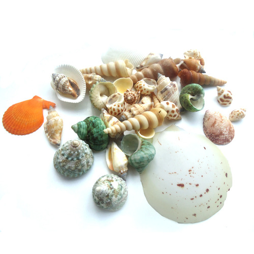 Natural seaside shells and conch mixed mesh bag raw materials DIY wall candle fish tank accessories micro landscape crafts