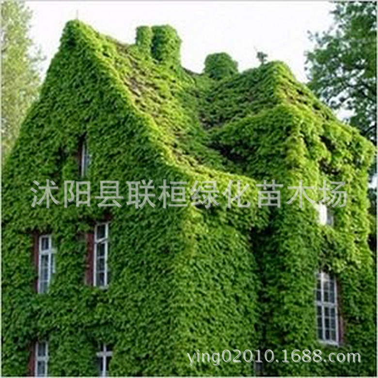 爬墙虎种子 爬山虎种子 攀援观叶植物 三叶地锦 四季常青易种速生