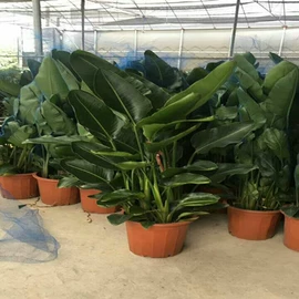 盆栽;月季蔷薇植物;乔木