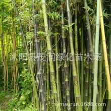 庭院竹青竹金镶玉竹紫竹罗汉竹湘妃竹龟甲竹 园林绿化工程竹子苗