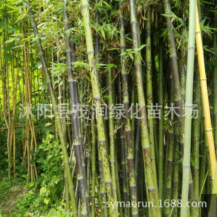 庭院竹青竹金镶玉竹紫竹罗汉竹湘妃竹龟甲竹 园林绿化工程竹子苗