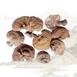 灵芝;盆景;其他农业