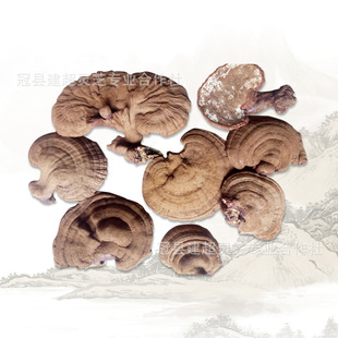 ș�SͶ���`֥Ƭ�`֥���_��Ͷ���`֥�a�غ������Ԯa���N