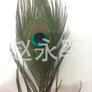 ����25-30cm��ȸ��ë  ���ۿ�ȸë 4/6���ױ����b���ë