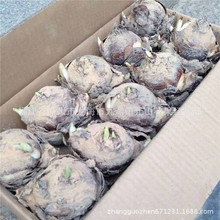 ���l����ˮ�ɻ��N���r���Ԯa���N�����g�h��Ʒ�|���϶���ˮ�໨��