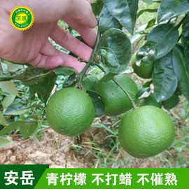 产地直供四川安岳青柠檬新鲜整箱当季水果精选皮薄多汁柠檬