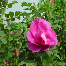 四季玫瑰 山东青州苗木基地大量供应四季玫瑰打造花海 绿化工程