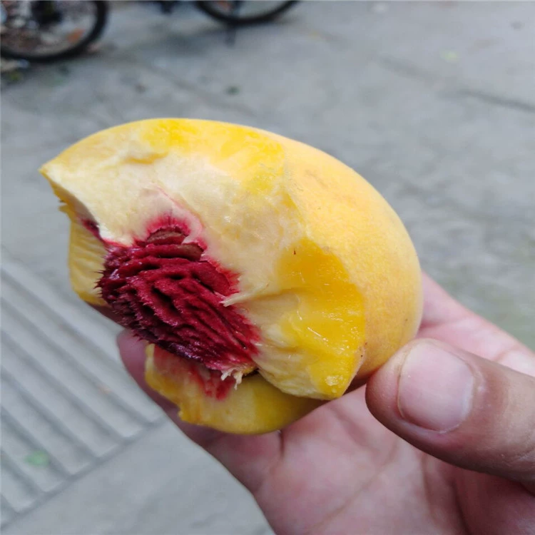 Саженцы желтого персика, раннеспелые сорта желтого персика, хорошие плоды и сладкие золотисто-желтые саженцы персика