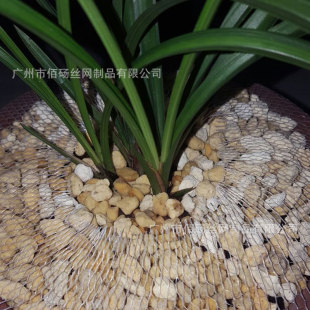 �S���m�������ϾW�׼������b��������o�W�����l