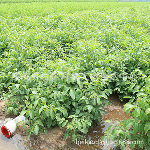 ����1-3���ּ޽Ӻ��Ҙ���� �ɻ��ʺ� ����� ������Ҙ����l