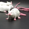 Medium -sized white mouse