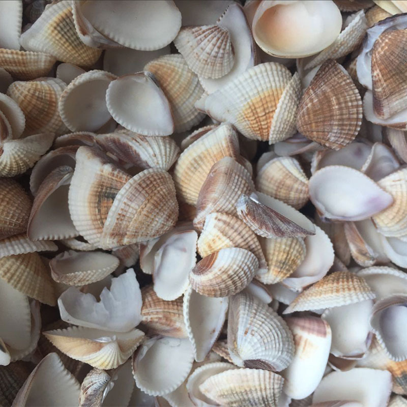 Small shell conch sea star diy accessories landscaping decoration decorative Triangle shell scaly take clams Small shell conch sea star diy accessories landscaping decoration decorative Triangle shell scaly take clams