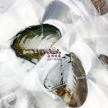 001供应北海珍珠小贝 真空包装珍珠小河蚌 一蚌一株小贝E18