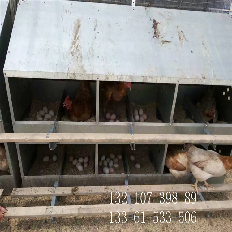 种鸡用24穴产蛋箱 12穴产蛋箱 人工捡蛋箱 鸡下蛋窝
