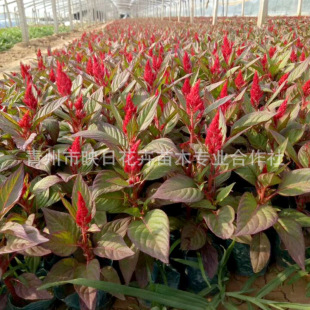 �u�ڻ����� ���ݻ������o�t �r��ݻ� һ֧�P�ݻ������Gֲ