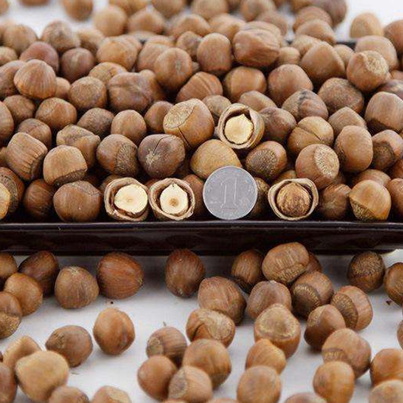 New hazelnut small hazelnut snack hand-shot hazelnut